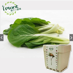【心安購物】iPlant積木盆栽-小白菜, , large