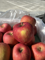 Aomori Honey Fuji Apple, , large