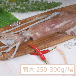 【一夫水產】海釣透抽－特大