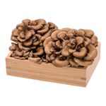 日本舞菇100g, , large