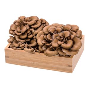 日本舞菇100g