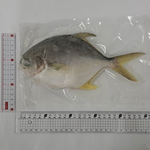 【一夫水產】產銷履歷/黃金鯧魚(200g), , large