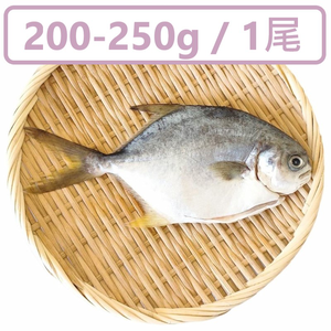 Snubnose Pompano