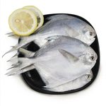 White Pomfret, , large