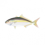 【洄遊吧FISH BAR】野生紅甘菲力 200g 2入組, , large
