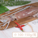Neritic Squid, , large