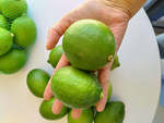 lemon, , large
