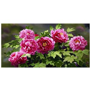 【御畫房】花開富貴 國家一級畫師手繪油畫60×120cm(VF-61),  【御畫房】花開富貴 國家一級畫師手繪油畫60×120cm(VF-61)