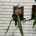 [熊好貼國際]螺絲貼片 特價 膠片加大螺長2種尺寸 粗糙不平光滑平整牆面皆可貼 不殘膠不傷磁磚 無痕掛勾 舒適家掛鉤, , large