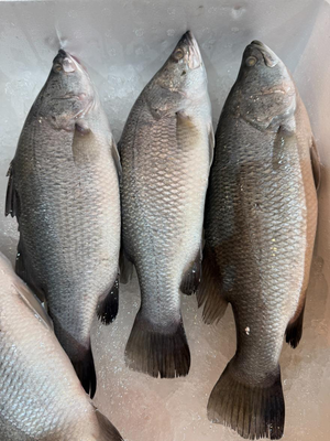 【吾家有貓-海鮮屋 】三去 新鮮活凍鱸魚整尾(海水)約600g