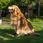 【寵愛生活本舖】寵物防潑水高筒運動鞋 狗鞋 大狗鞋 小狗鞋  犬鞋 寵物鞋, , large