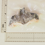 【一夫水產】龍虎斑魚下巴, , large