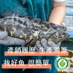 【一夫水產】厚切鮮魚6入組（海鱺魚x2/ 龍虎斑x2/ 鮭魚x2）, , large