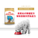 Royal Canin Poodle Puppy PDP, , large