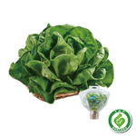 TAP Green Lettuce, , large