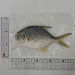 Snubnose Pompano, , large