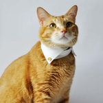 cat collar, , large