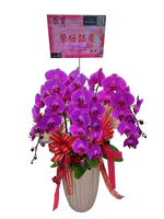 (桑妮亞花坊) 蘭花盆栽  升官、喬遷、生日祝壽、開幕  敬神  拜拜, , large