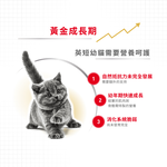 Royal Canin British Shorthair Kitten Food BSK38, , large