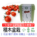 【心安購物】iPlant積木盆栽-小蕃茄, , large