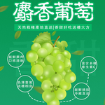 Korean Muscat Grape Gift Box, , large