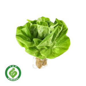 TAP Traceable Green Butter