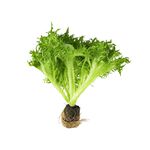 Traceable Green Lollo Rossa Living Lettu, , large