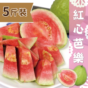 【家購網嚴選】屏東高樹特產 精選紅心芭樂5斤裝/盒 (8-12顆)