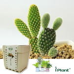 Cactus, , large