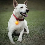 dog bell, , large