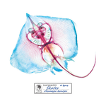 Diaphonized Specimens Coasters (Skate(2pcs/set)), , large