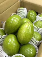 Taiwan Avocado, , large