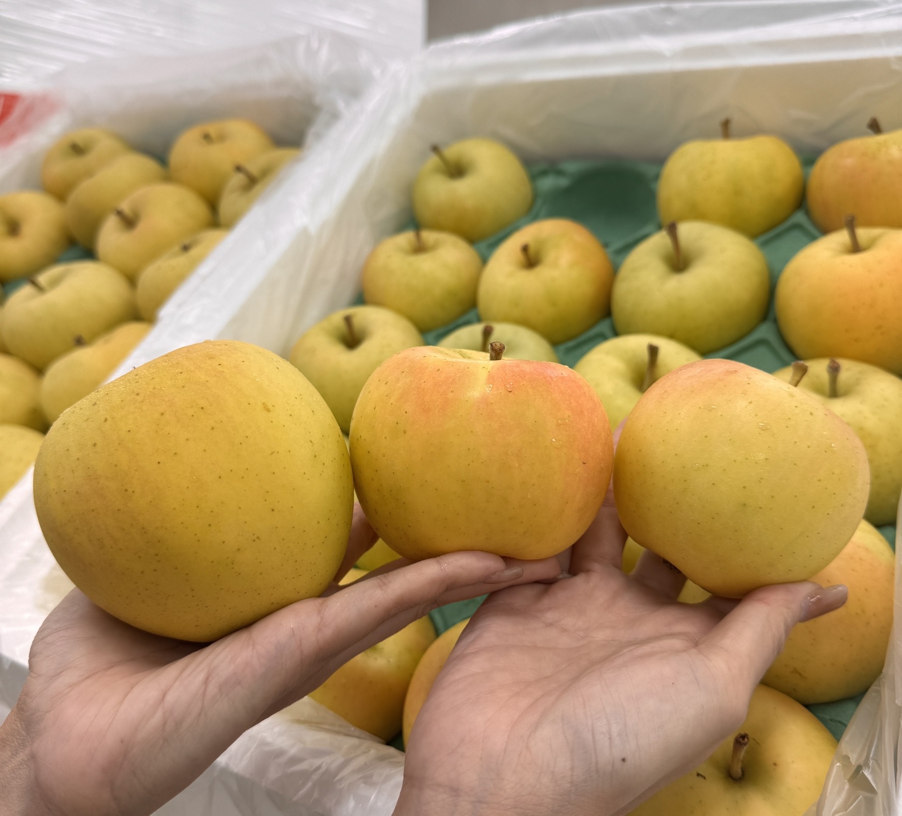 Japanese Toki Apple, , large