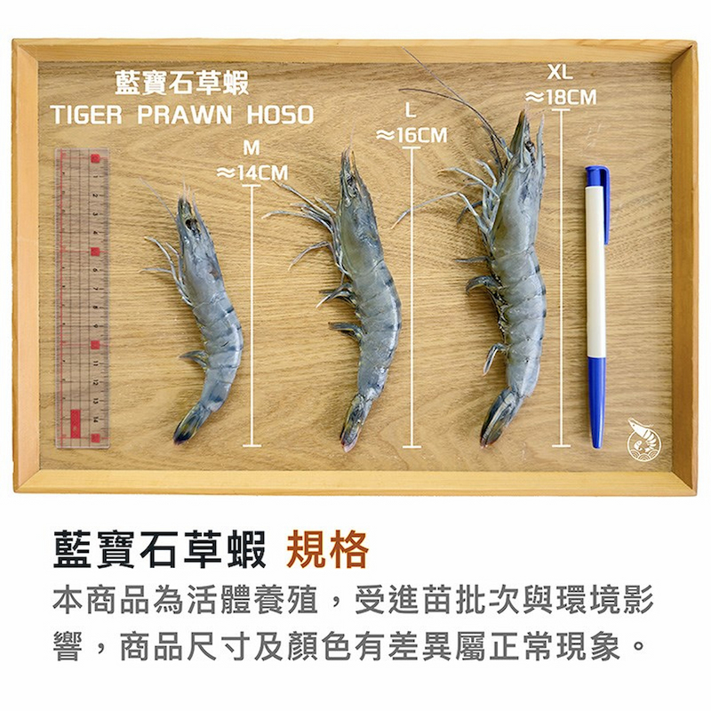 【一夫水產】產銷履歷/藍寶石草蝦－XL, , large
