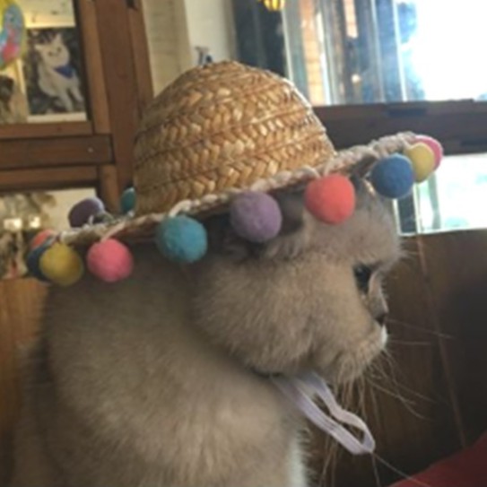 【寵愛生活本舖】寵物夏季彩色球球草帽 寵物帽子 狗帽子 貓帽子 寵物編織帽, , large