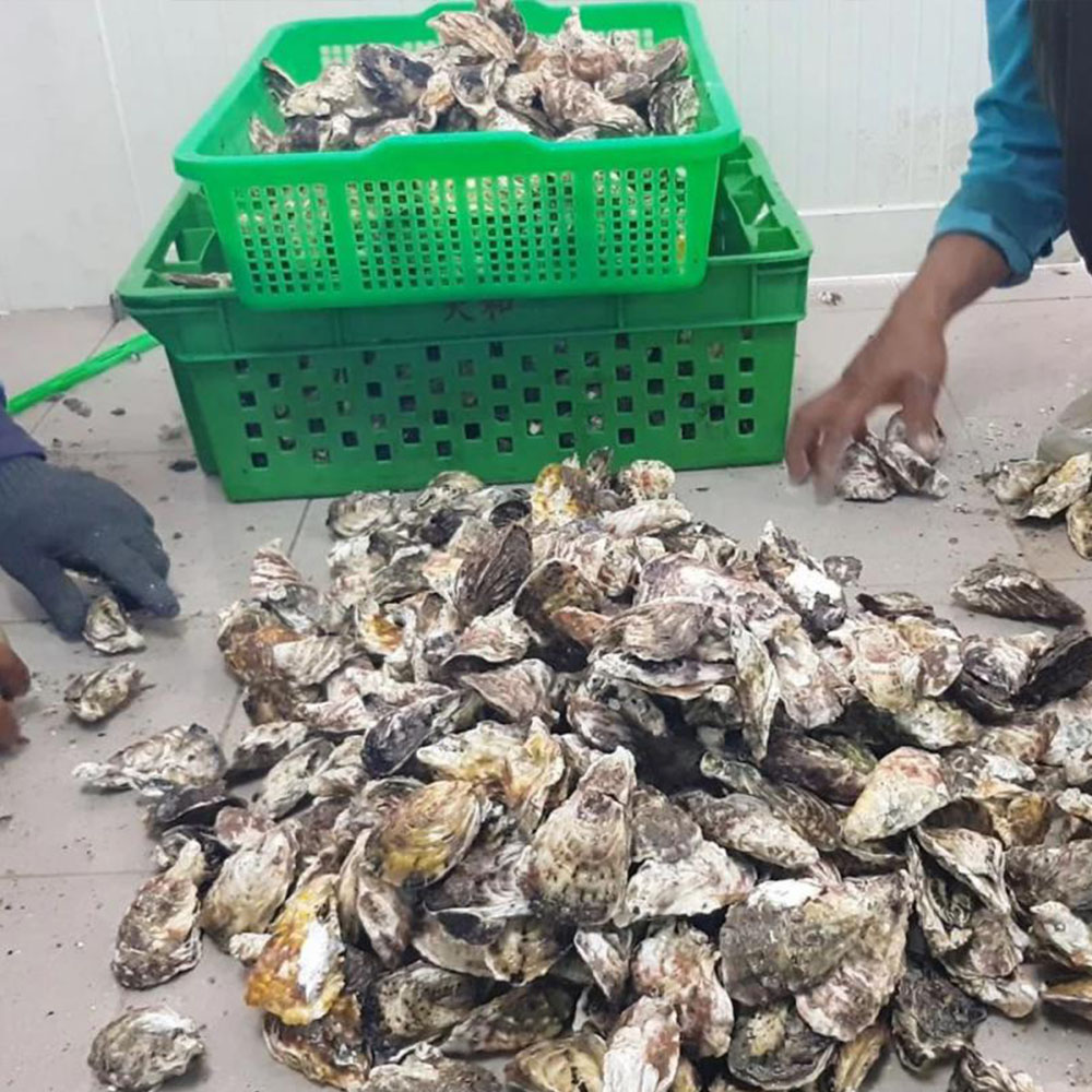 Penghu oysters, , large