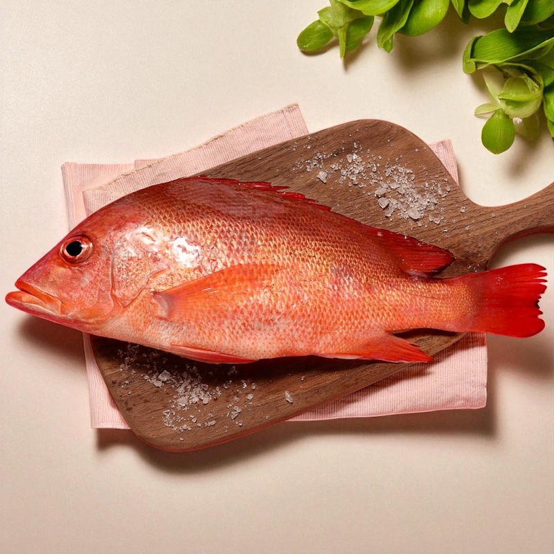 Lutjanus erythropterus, , large