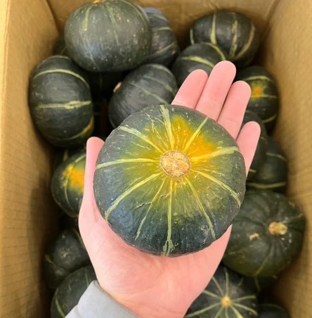 Baby Pumpkin, , large