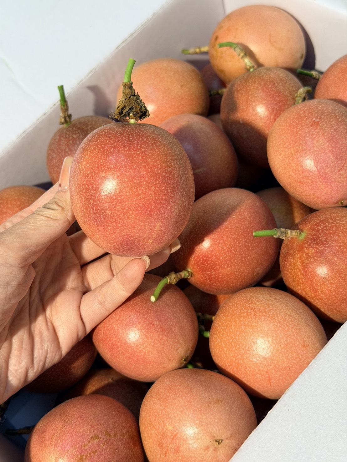 Passion Fruit, , large