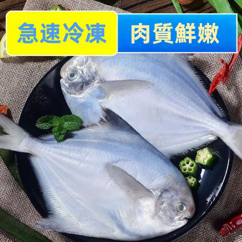 White Pomfret, , large