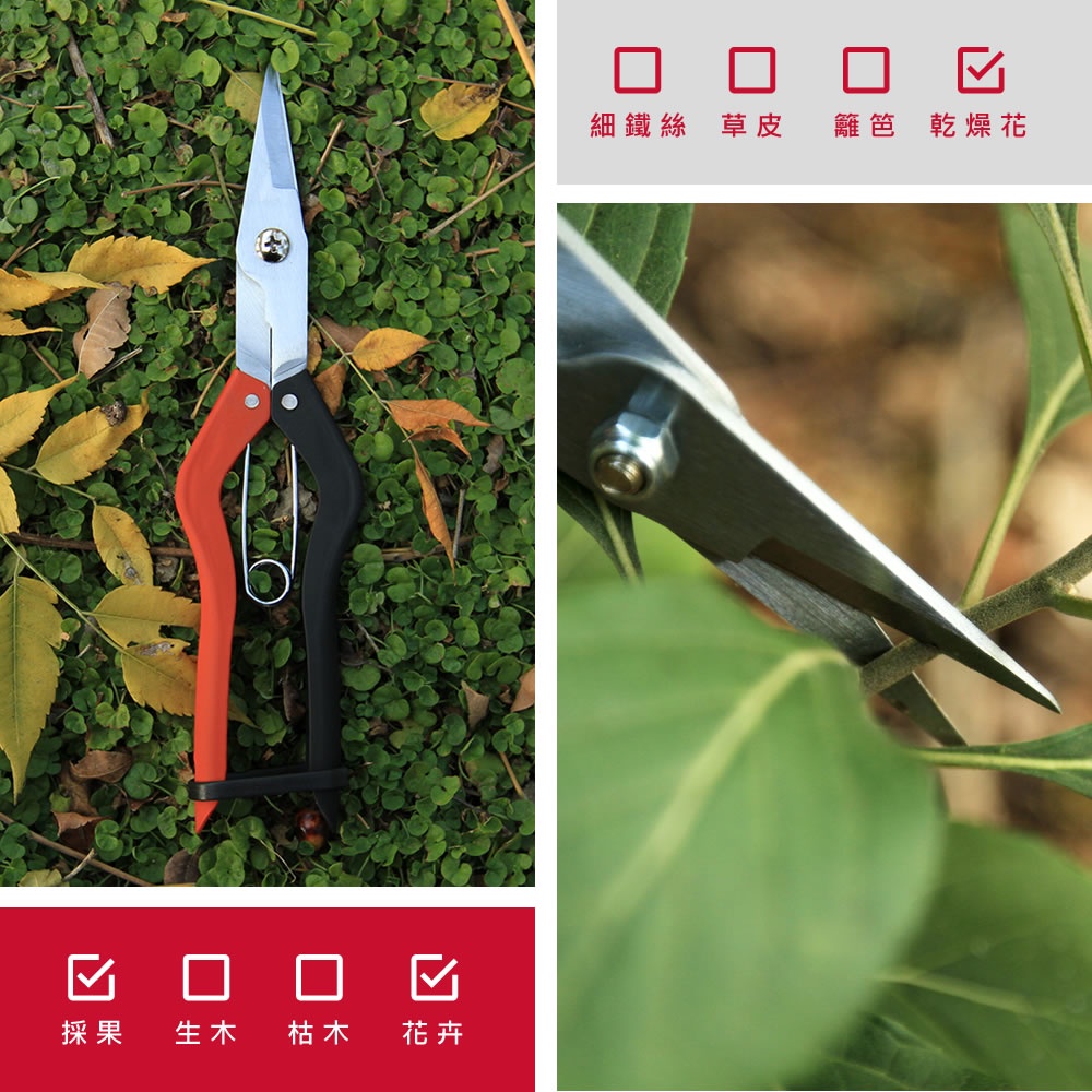 【HOKAS】S523 鐵柄專業火龍果剪 (葡萄剪 剪果 園藝剪刀 剪定鋏  修枝剪刀 樹剪 果樹剪 採果剪), , large
