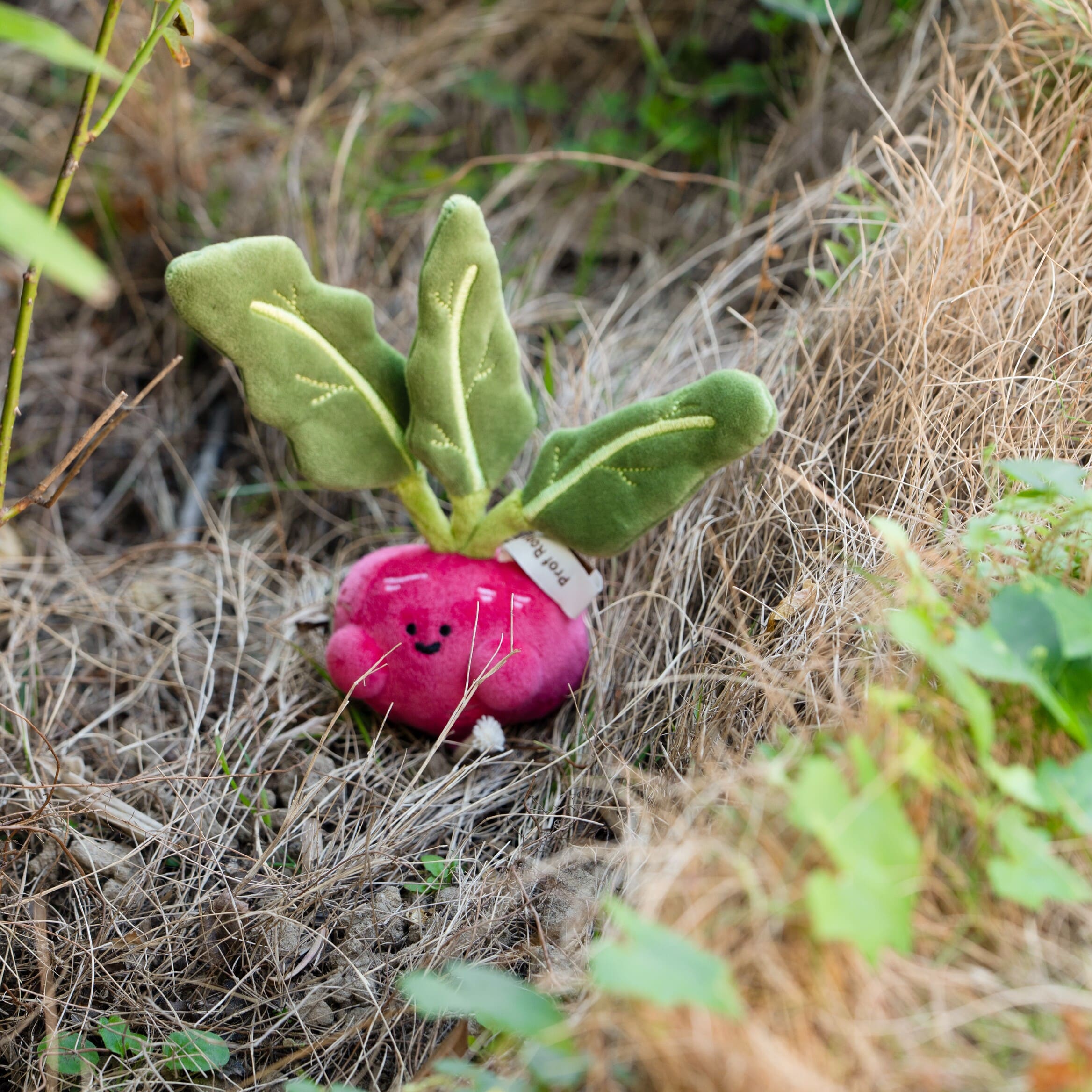 【際洋文化】蔔學多才-蘿蔔, , large