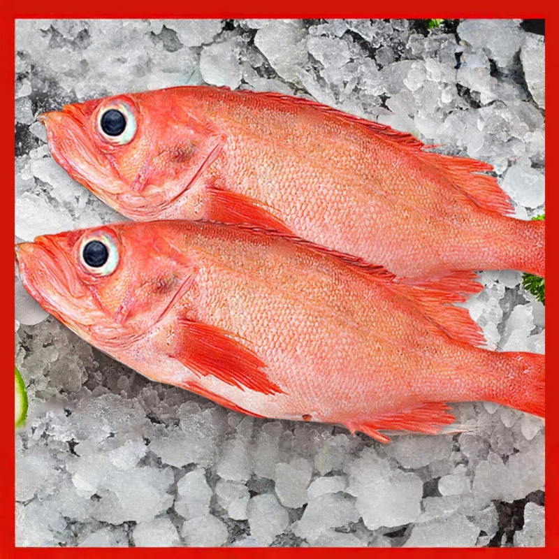 Red striped grouper, , large