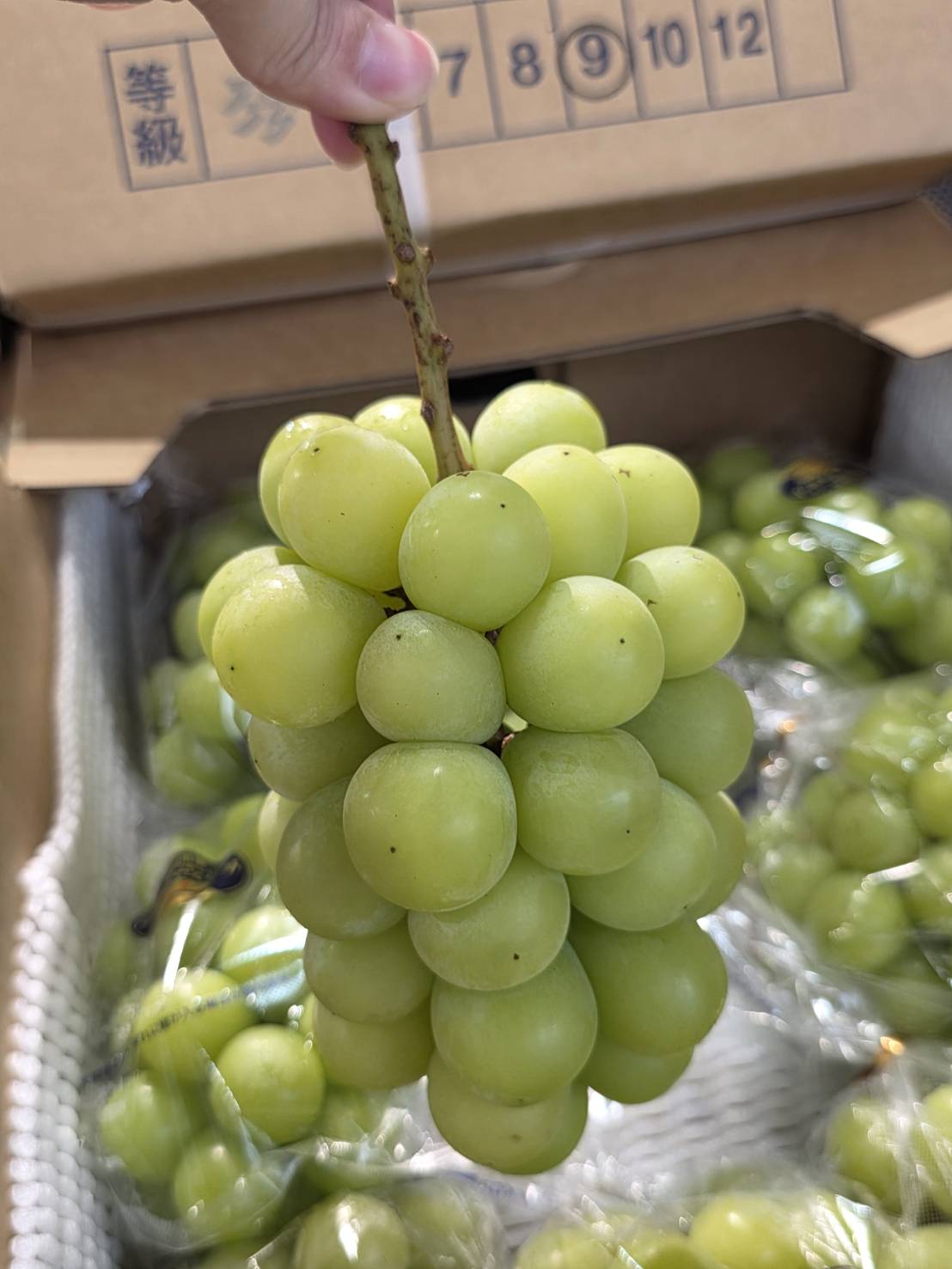 Japanese Shine Muscat Grapes, , large