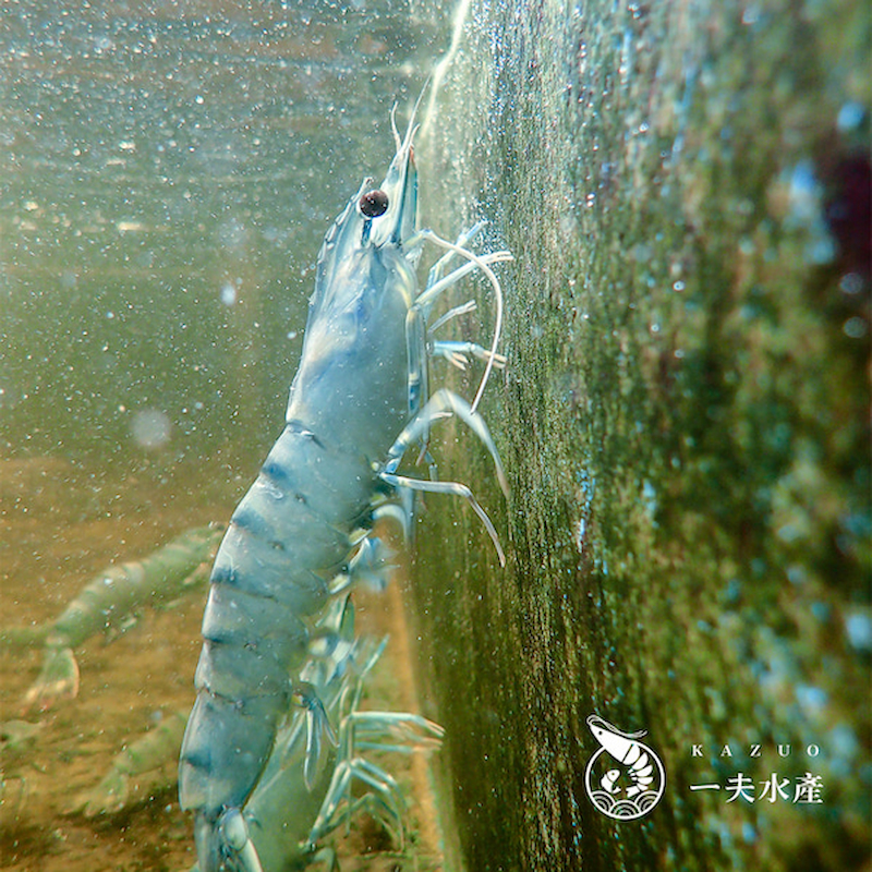 【一夫水產】產銷履歷/藍寶石草蝦－2XL, , large