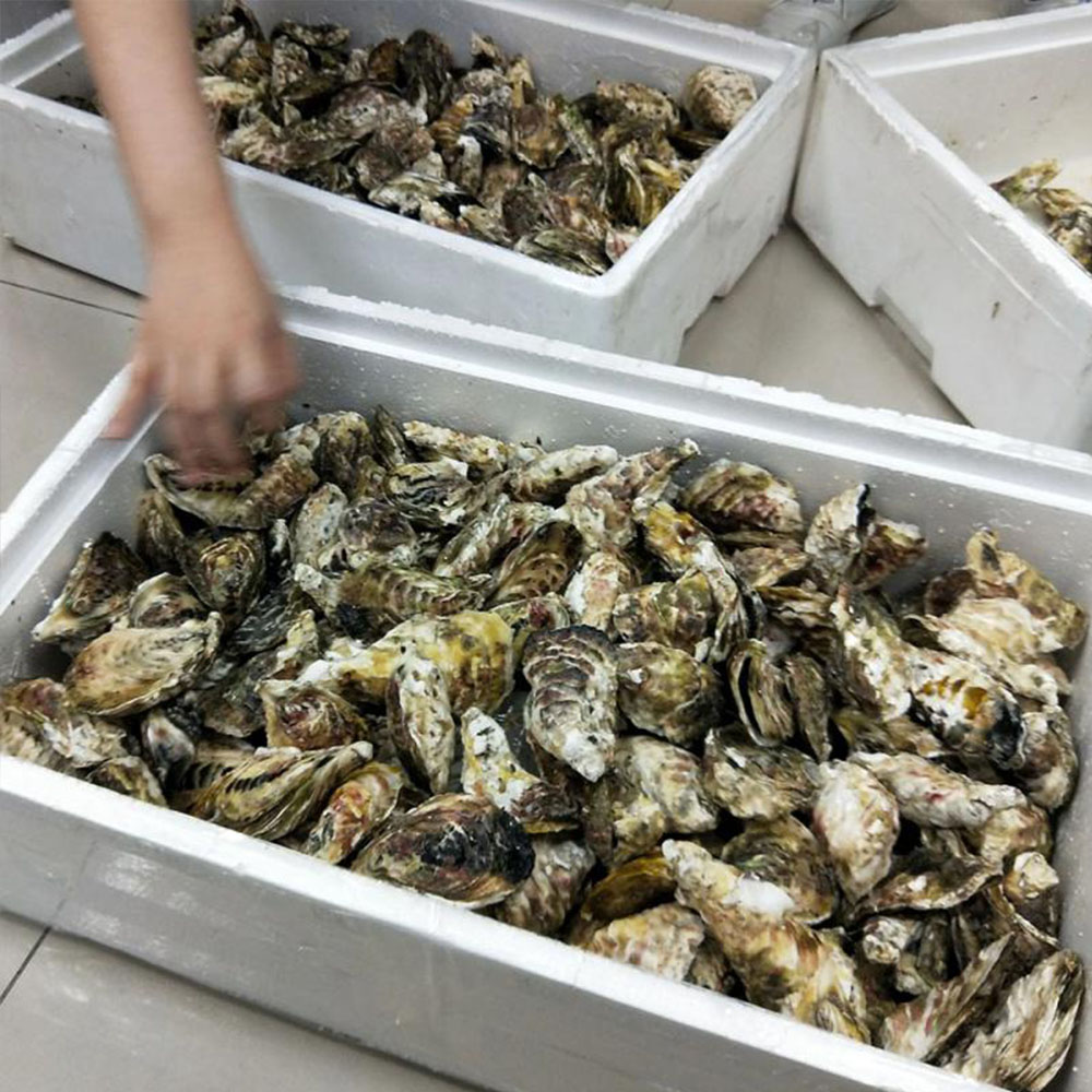 Penghu oysters, , large