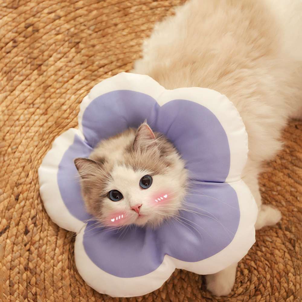 Elizabethan collars, , large