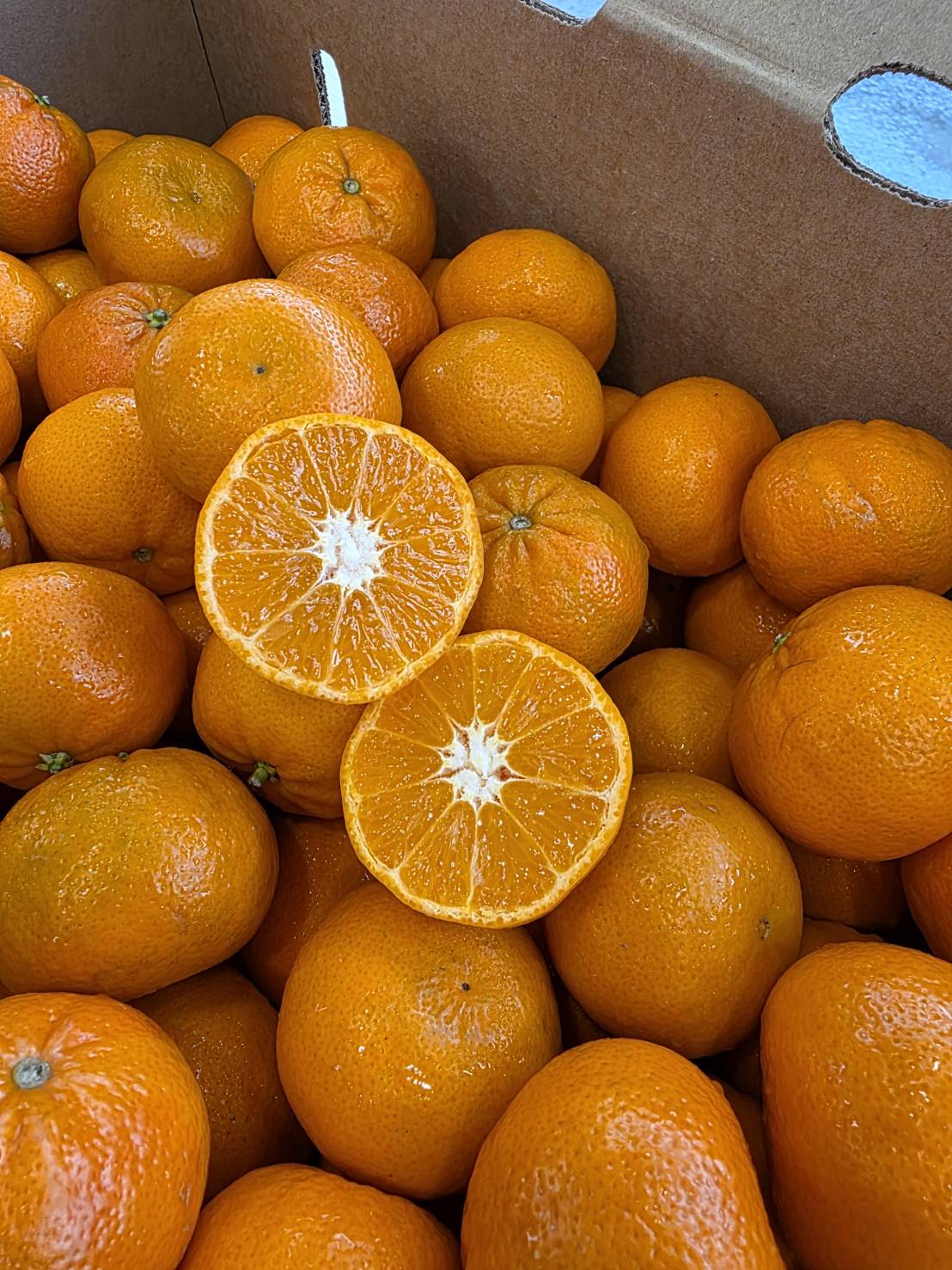 Sugar Mandarin, , large