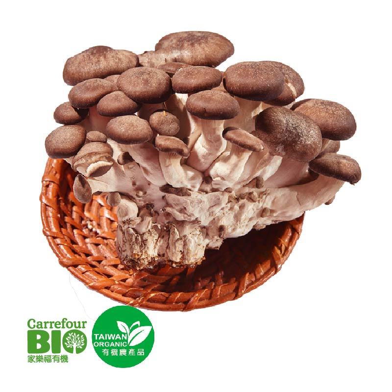 CFBIO Black Oyster Mushroom, , large