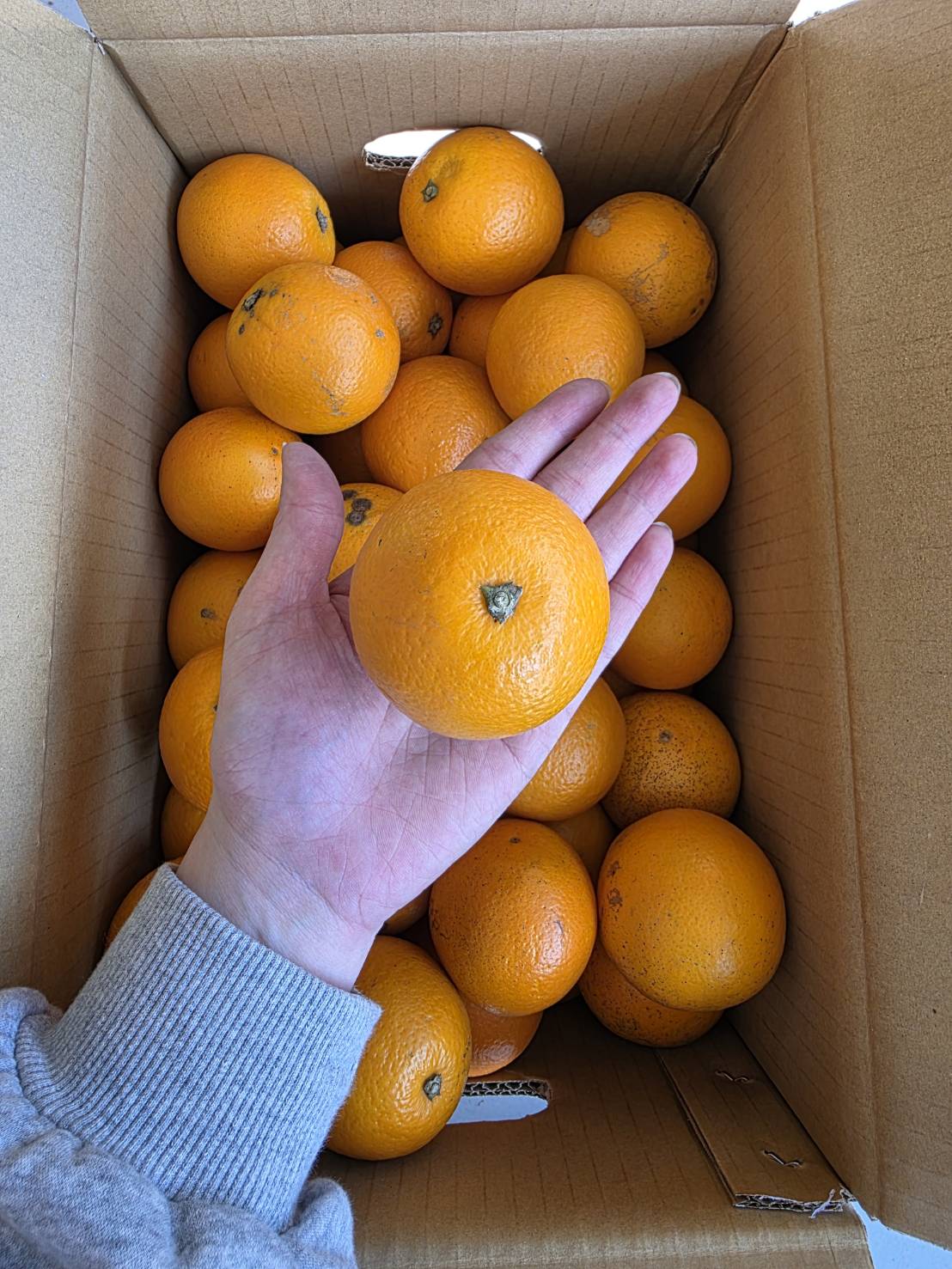 Sweet Orange, , large